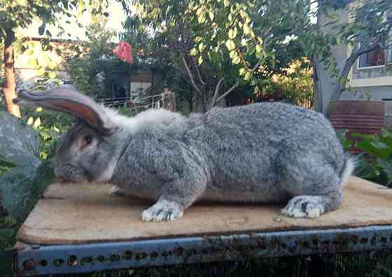 Кролик фландр 5 месячный крол  Қаскелең 