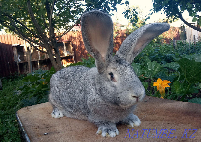 Кролик фландр 5 месячный крол Каскелен - изображение 3