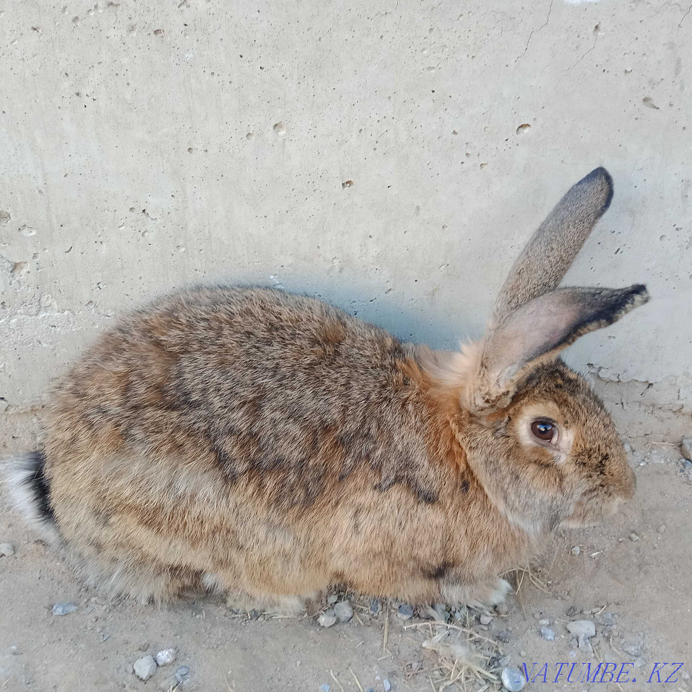 Алып қояндар, бургундиялықтар, рекстер, калифорниялықтар әйелдері мен еркектері ересектер Шымкент - изображение 4