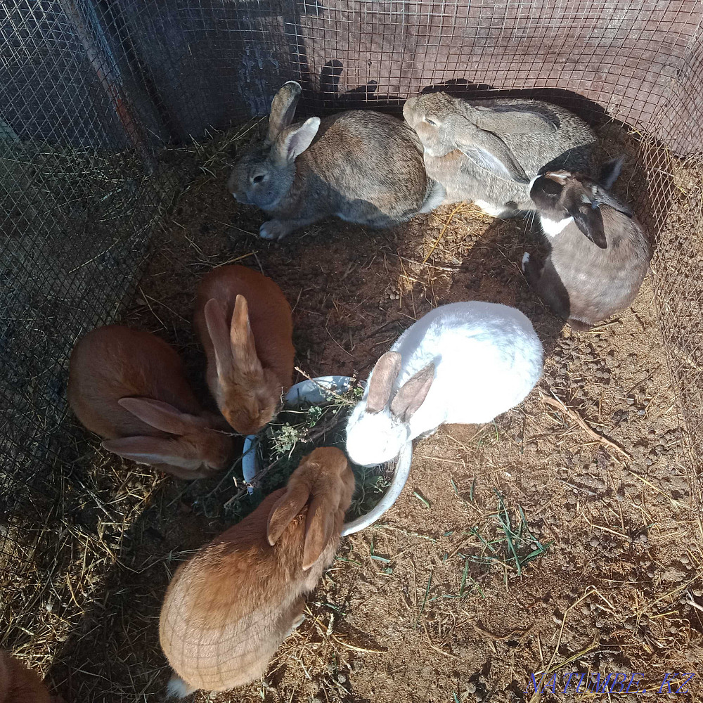 Алып қояндар, бургундиялықтар, рекстер, калифорниялықтар әйелдері мен еркектері ересектер Шымкент - изображение 1