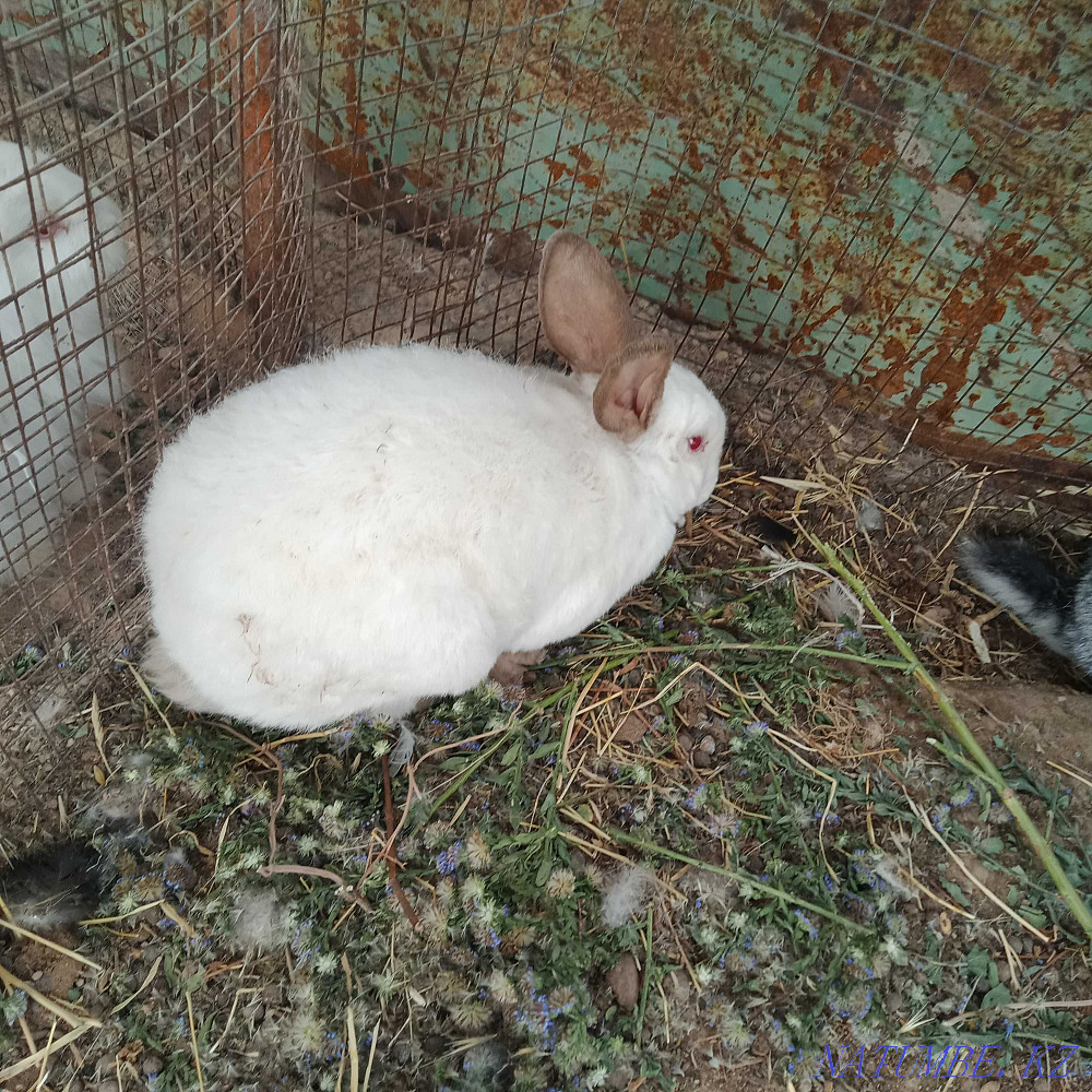 Алып қояндар, бургундиялықтар, рекстер, калифорниялықтар әйелдері мен еркектері ересектер Шымкент - изображение 3