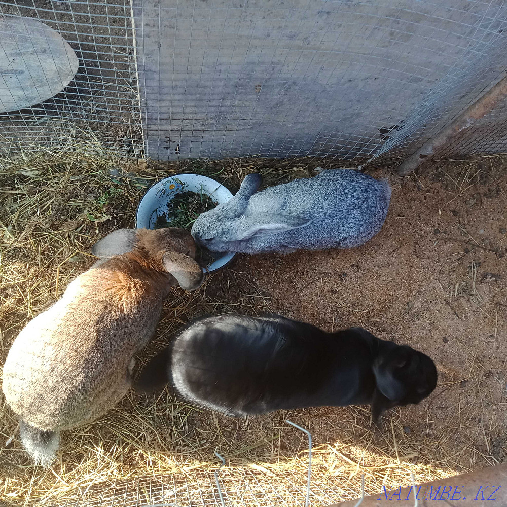 Алып қояндар, бургундиялықтар, рекстер, калифорниялықтар әйелдері мен еркектері ересектер Шымкент - изображение 2