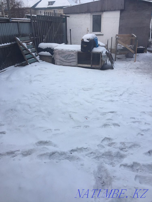 Cages for rabbits Kokshetau - photo 3