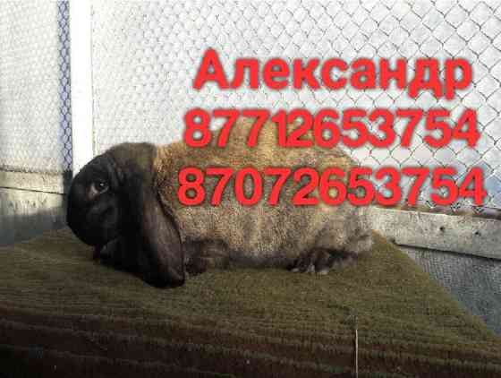Продам молодняк кроликов породы Фландер, Французский баран Astana