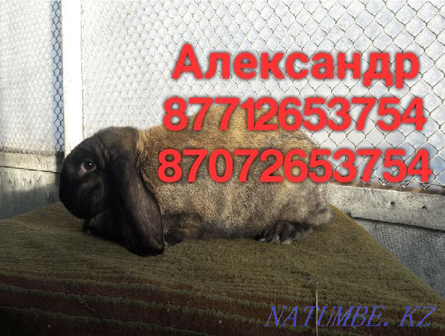 I will sell young growth of rabbits of breed Flander, the French ram Astana - photo 1