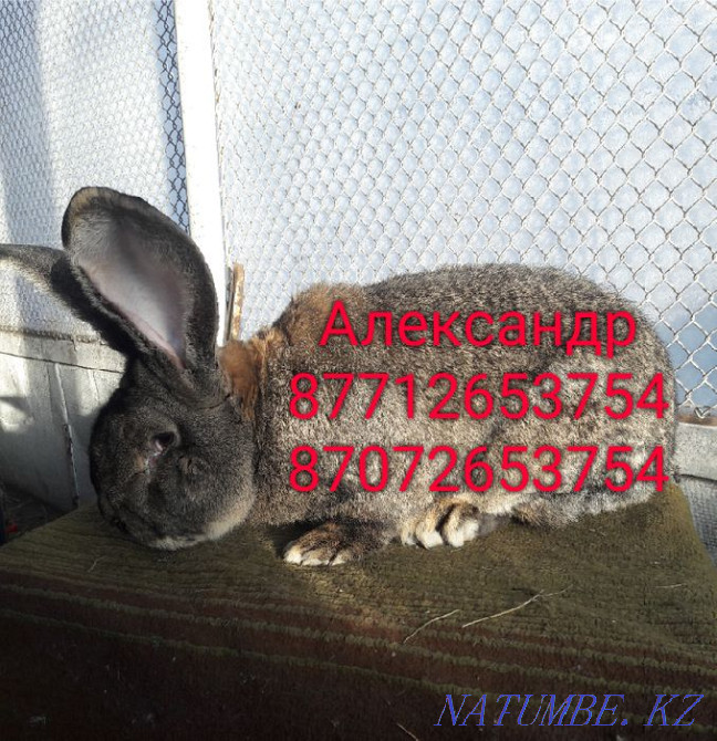 I will sell young growth of rabbits of breed Flander, the French ram Astana - photo 3
