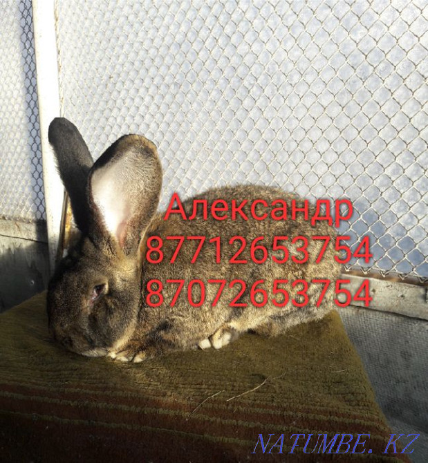 I will sell young growth of rabbits of breed Flander, the French ram Astana - photo 4