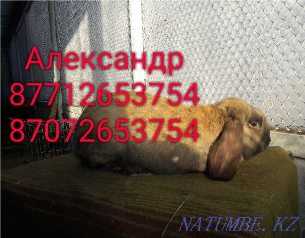 I will sell young growth of rabbits of breed Flander, the French ram Astana - photo 2