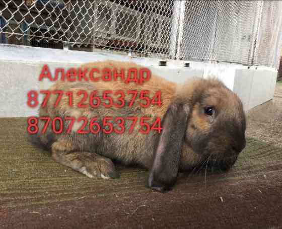 Продам молодняк кроликов породы Фландер и Французский баран Астана
