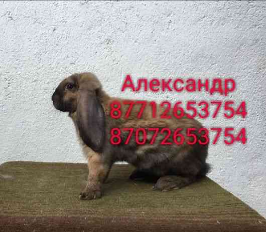 Продам молодняк кроликов породы Фландер и Французский баран Astana