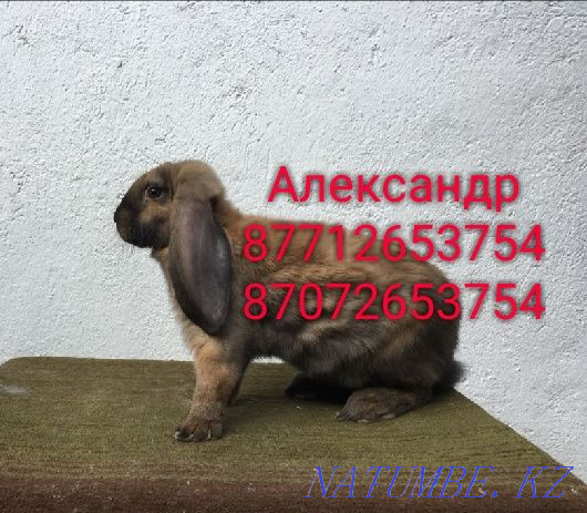 I will sell young growth of rabbits of breed Flander and the French ram Astana - photo 4