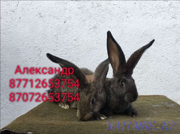 Продам молодняк кроликов породы Фландер и Французский баран Астана - изображение 3