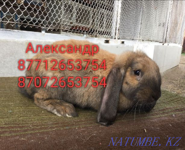 I will sell young growth of rabbits of breed Flander and the French ram Astana - photo 2