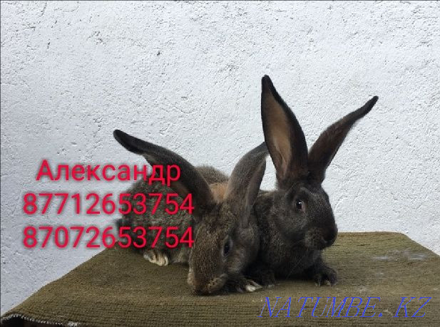I will sell young growth of rabbits of breed Flander and the French ram Astana - photo 3