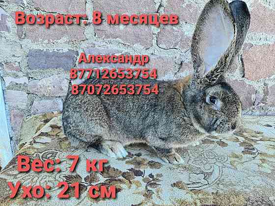 Продам молодняк кроликов: Фландеры, Французские барашки Astana