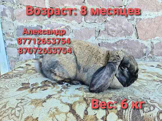 Продам молодняк кроликов: Фландеры, Французские барашки Астана