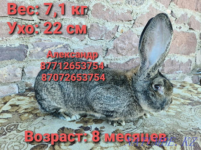 Продам молодняк кроликов: Фландеры, Французские барашки Астана - изображение 2