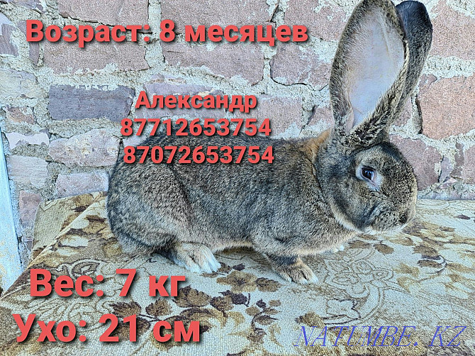 Продам молодняк кроликов: Фландеры, Французские барашки Астана - изображение 1