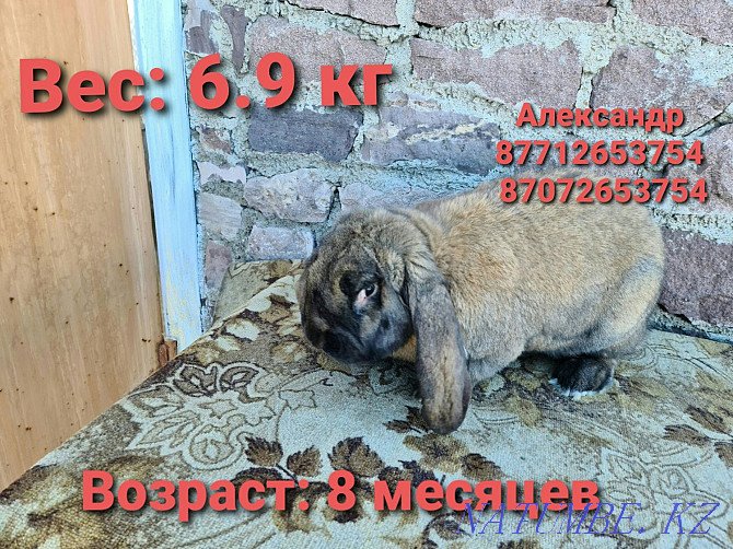 Продам молодняк кроликов: Фландеры, Французские барашки Астана - изображение 4