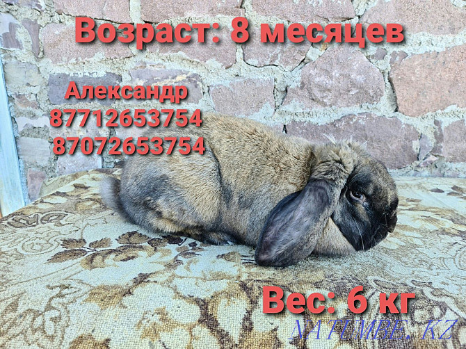 Продам молодняк кроликов: Фландеры, Французские барашки Астана - изображение 3