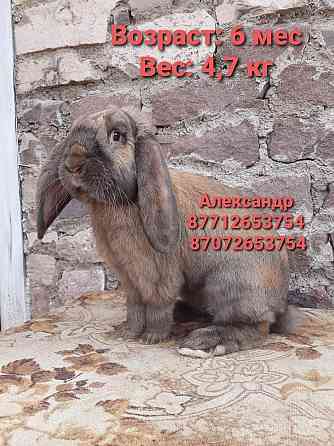 Продам кроликов молодняк породы Французский баран Astana