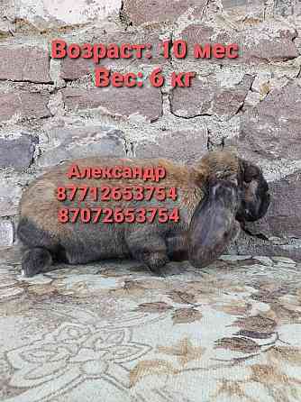 Продам кроликов молодняк породы Французский баран Астана