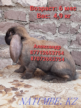 Продам кроликов молодняк породы Французский баран Астана - изображение 3