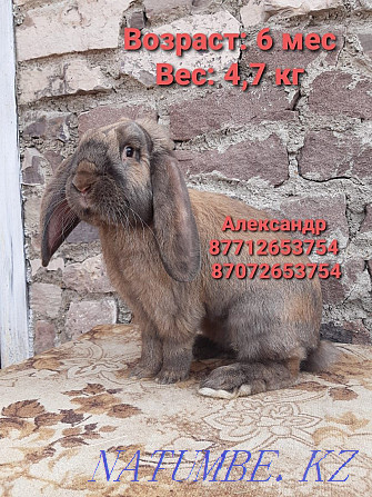 Продам кроликов молодняк породы Французский баран Астана - изображение 1