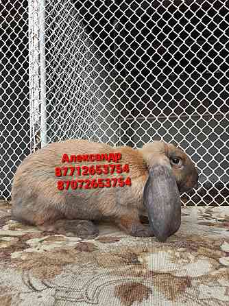 Продам кроликов породы Французский баран Астана