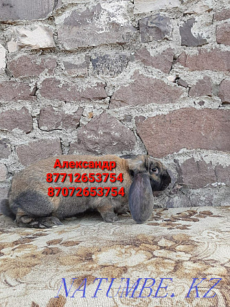 Продам кроликов породы Французский баран Астана - изображение 3