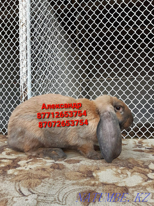 I will sell rabbits of breed the French ram Astana - photo 2