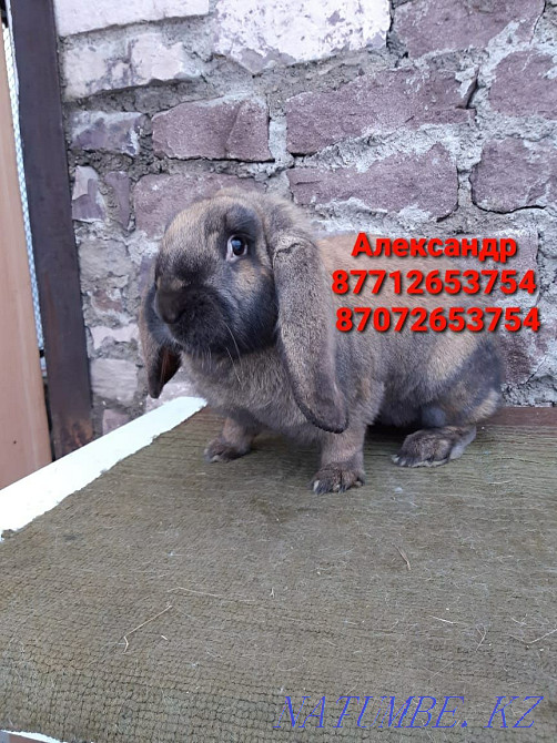 I will sell rabbits of breed the French ram Astana - photo 1