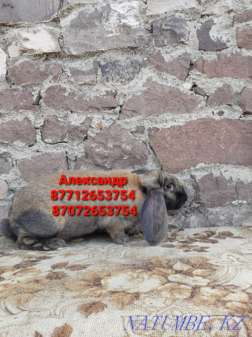 I will sell rabbits of breed the French ram Astana - photo 3