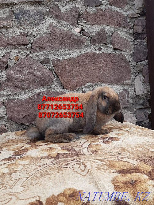 I will sell rabbits of breed the French ram Astana - photo 4