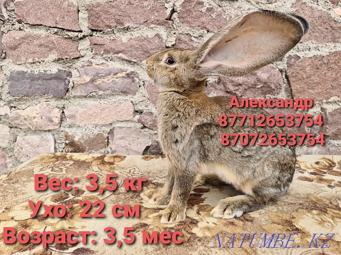 I sell young rabbits of the Flander breed. Astana - photo 1