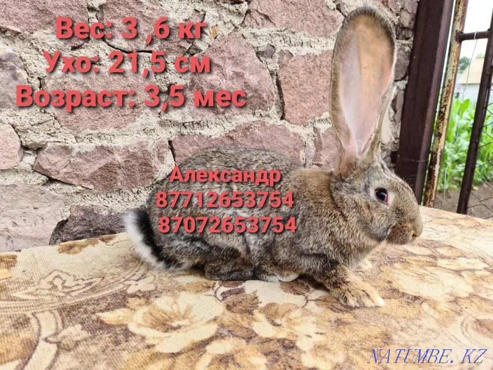 I sell young rabbits of the Flander breed. Astana - photo 4