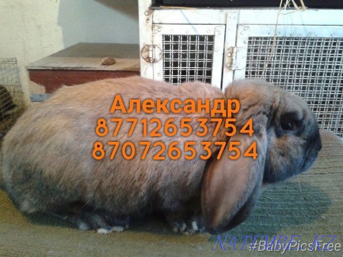 Продам кроликов породы Фландер, Французский баран Астана - изображение 1