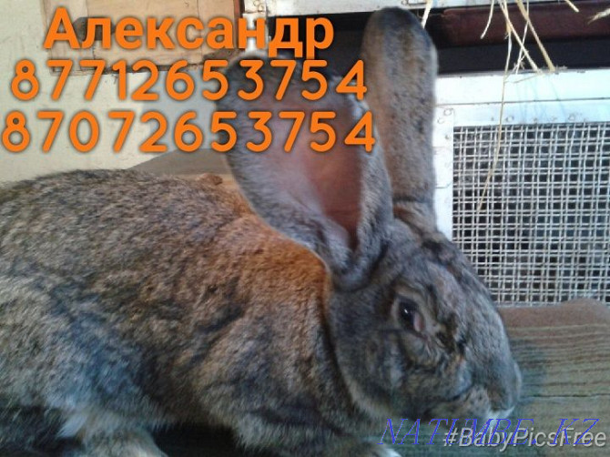 I will sell rabbits of breed Flander, the French ram Astana - photo 2