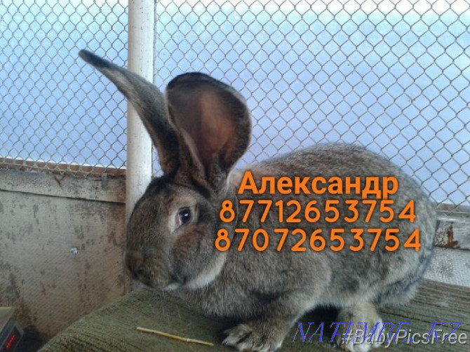 Продам кроликов породы Фландер, Французский баран Астана - изображение 3