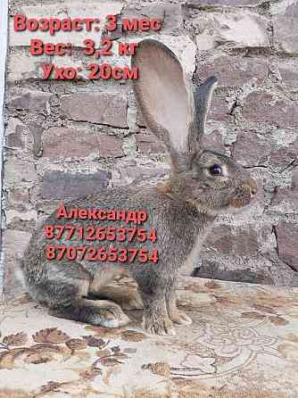 Продам кроликов породы Фландер Астана