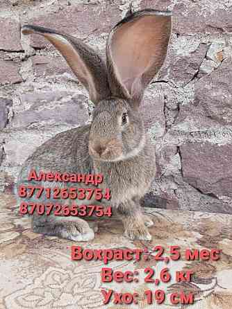 Продам кроликов породы Фландер Astana