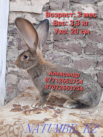 Продам кроликов породы Фландер Астана - изображение 3