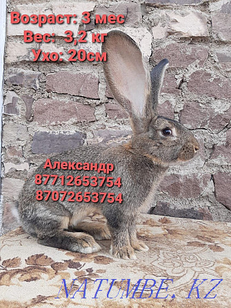 Продам кроликов породы Фландер Астана - изображение 2