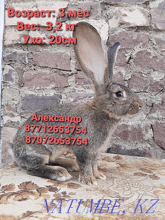 Flander rabbits for sale Astana - photo 2