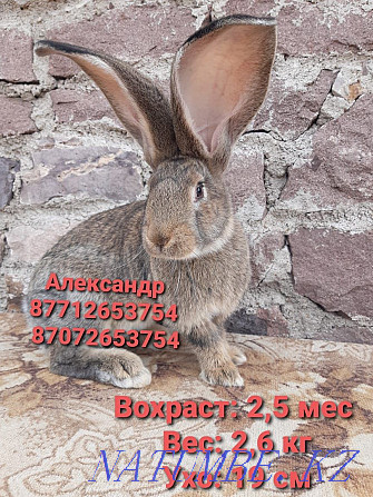 Flander rabbits for sale Astana - photo 1