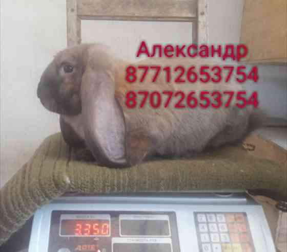 Продам кроликов молодняк породы Фландер, Французский баран Астана