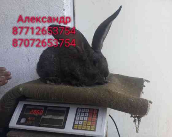 Продам кроликов молодняк породы Фландер, Французский баран Астана