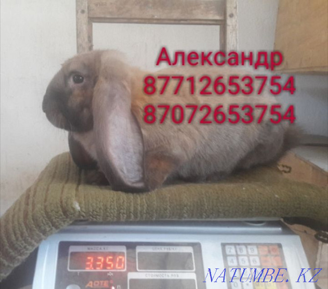 I will sell rabbits young growth of breed Flander, the French ram Astana - photo 1