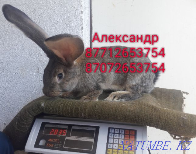 Продам кроликов молодняк породы Фландер, Французский баран Астана - изображение 4