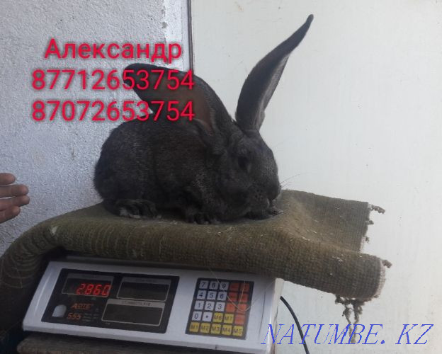 I will sell rabbits young growth of breed Flander, the French ram Astana - photo 3